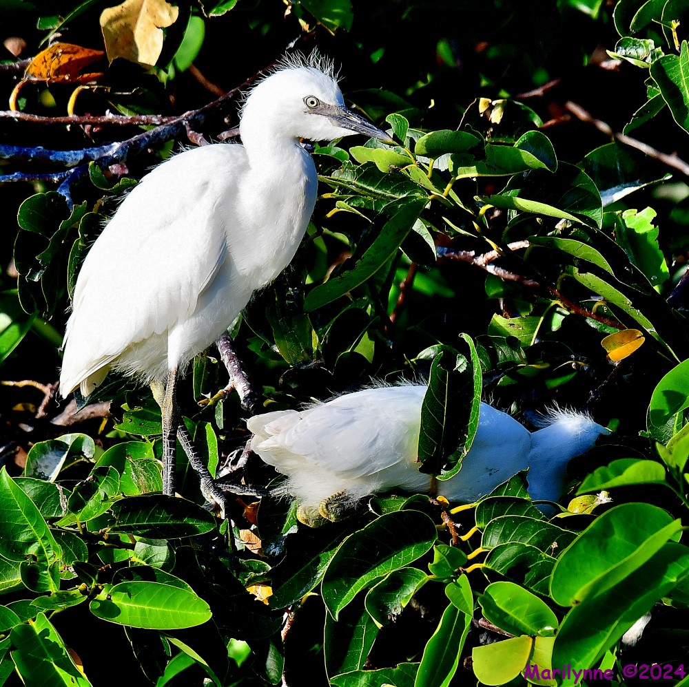 DSC_5932_001.JPG