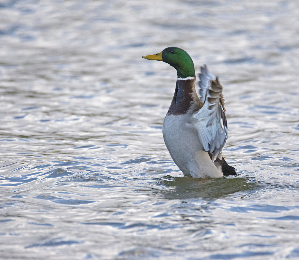 DSC_5934.jpg