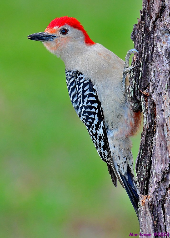 DSC_5934_001.JPG