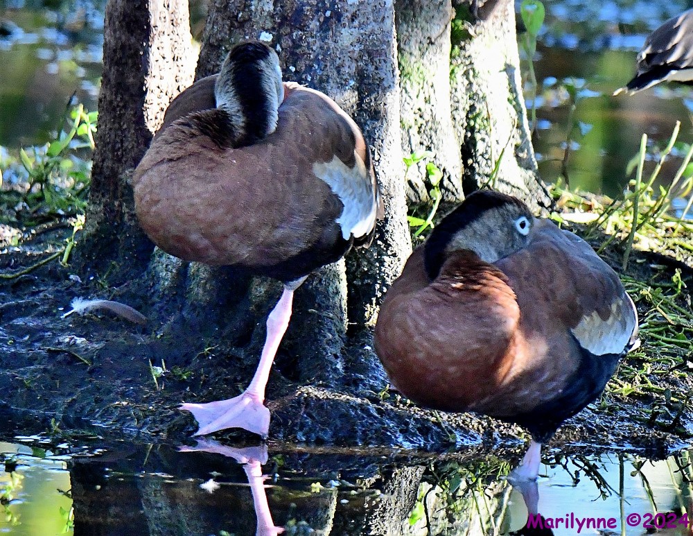 DSC_5935_001.JPG