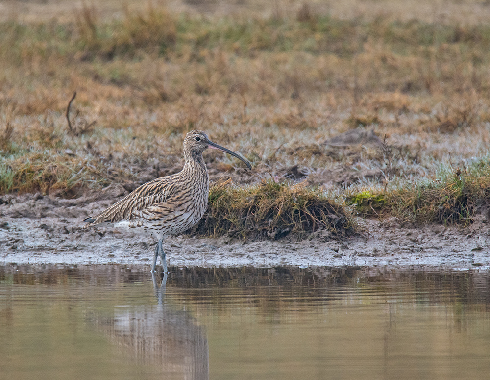 DSC_5936.jpg