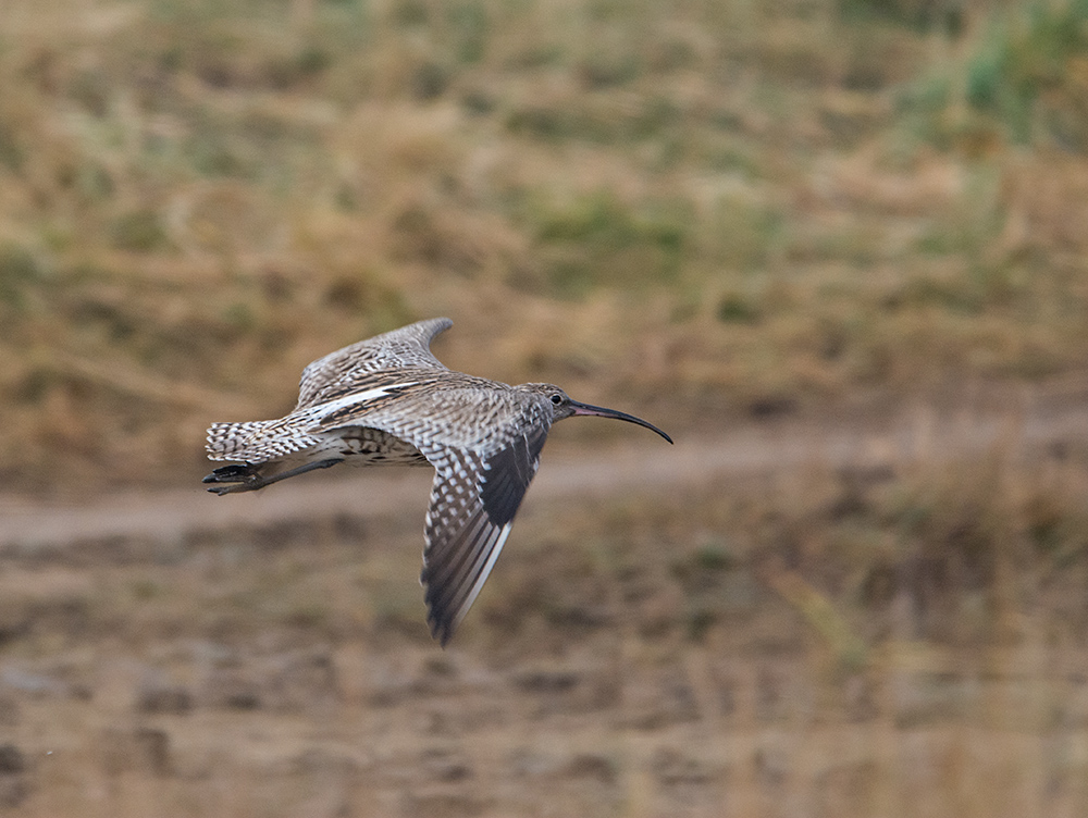 DSC_5937.jpg