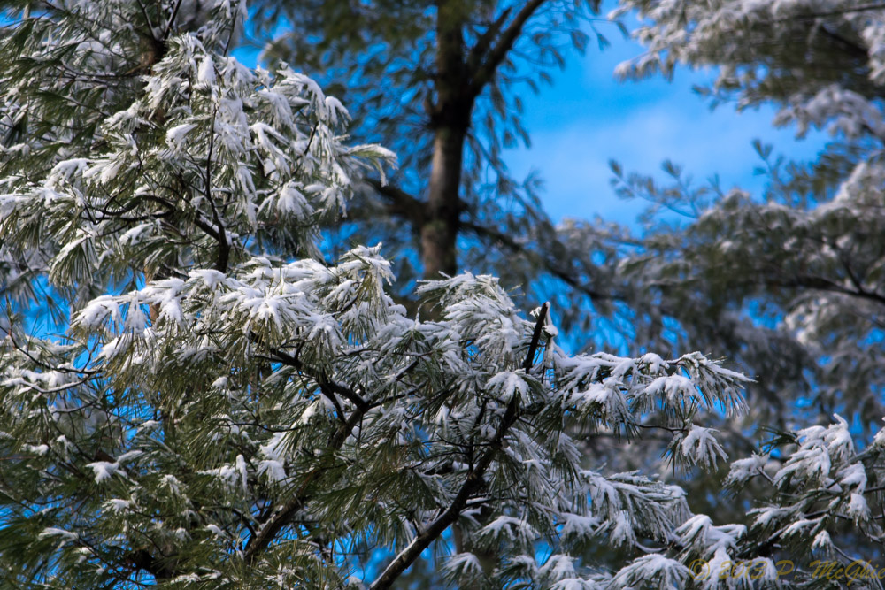 DSC_5938.jpg
