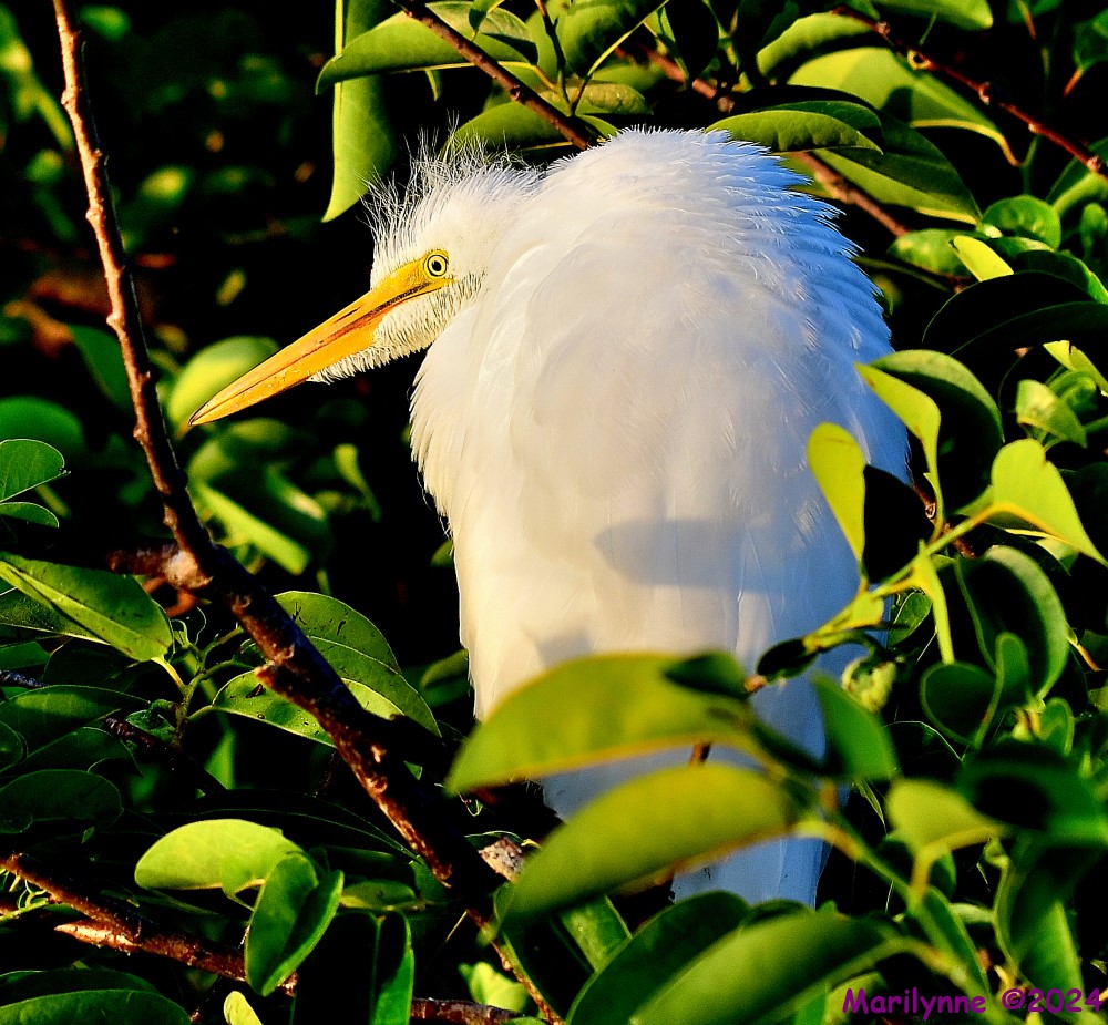 DSC_5941_001.JPG