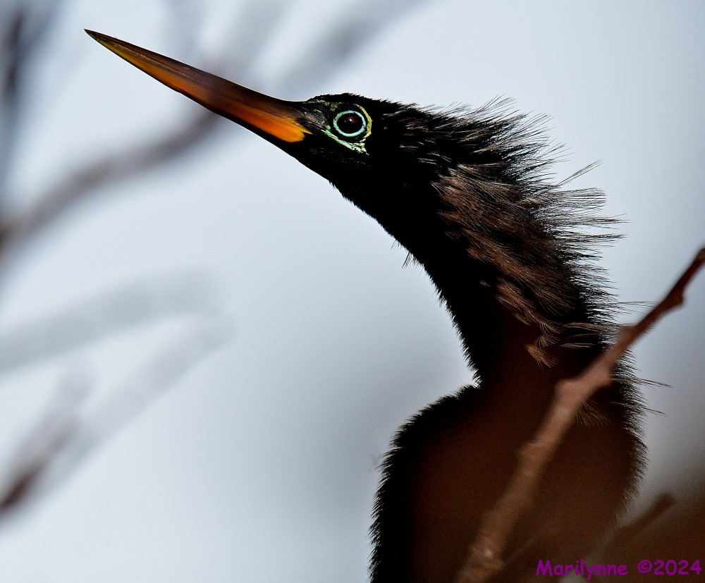 DSC_5943_001.JPG