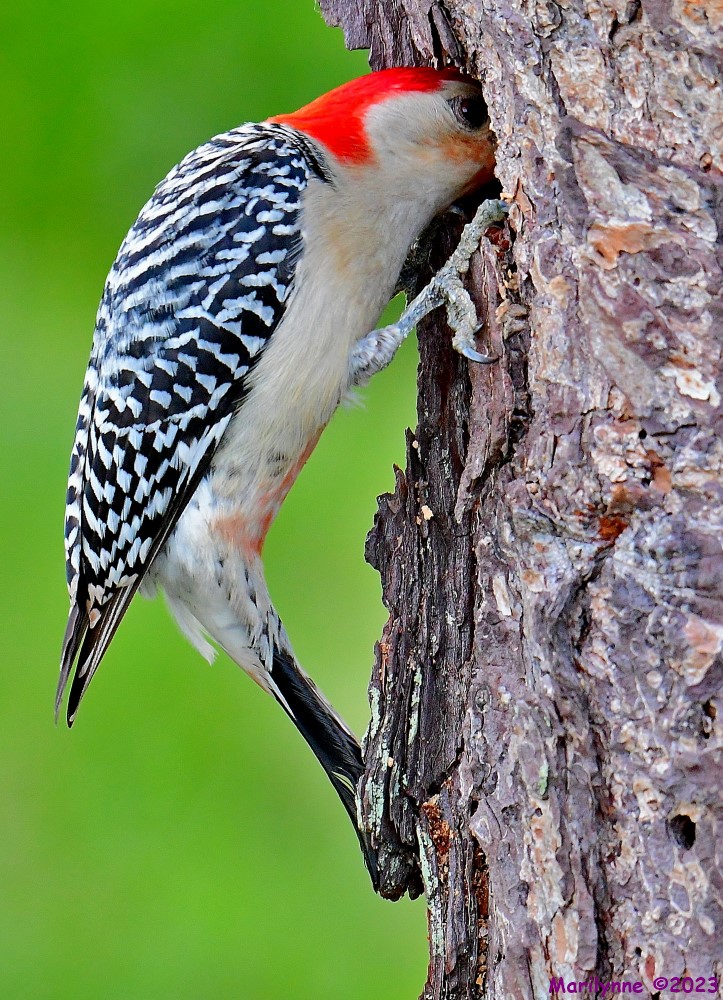 DSC_5944_001.JPG
