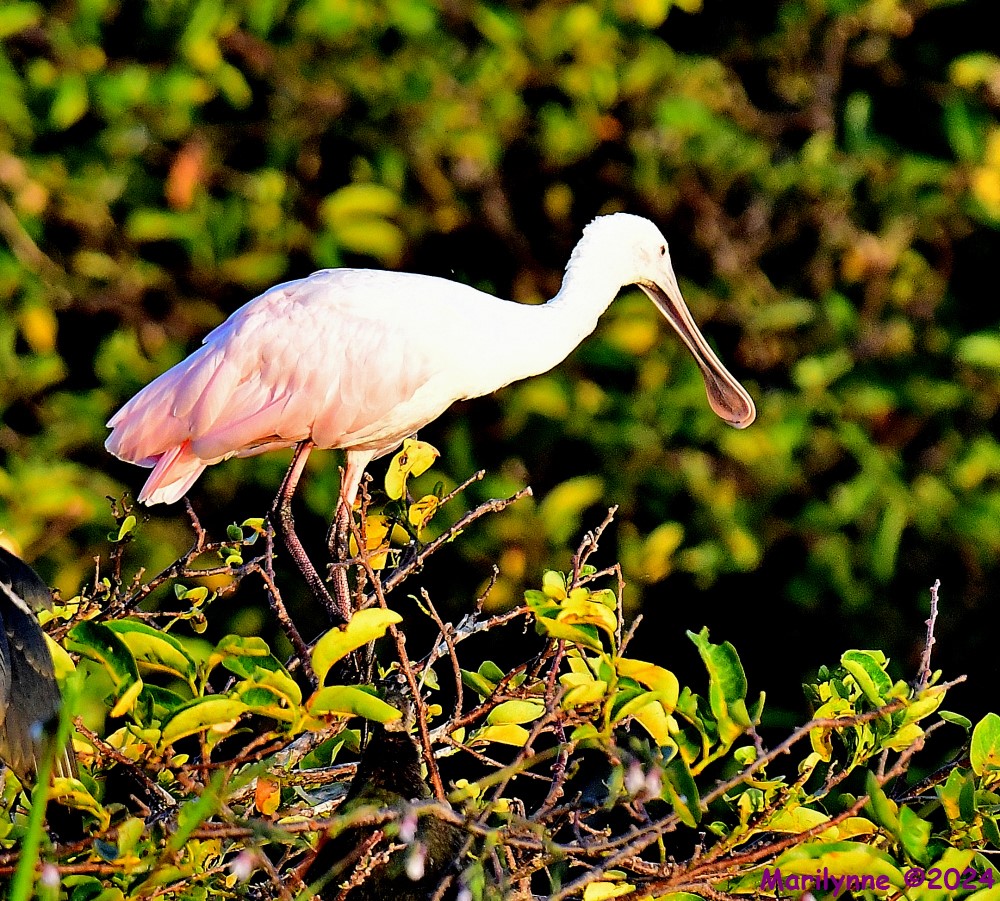 DSC_5944_001.JPG