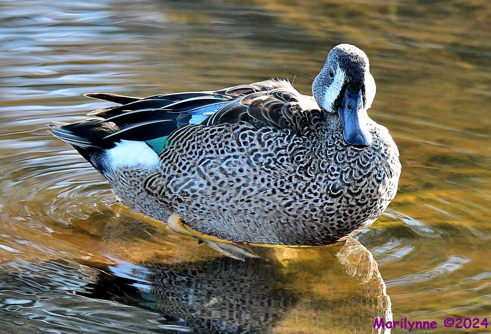DSC_5944_001.JPG