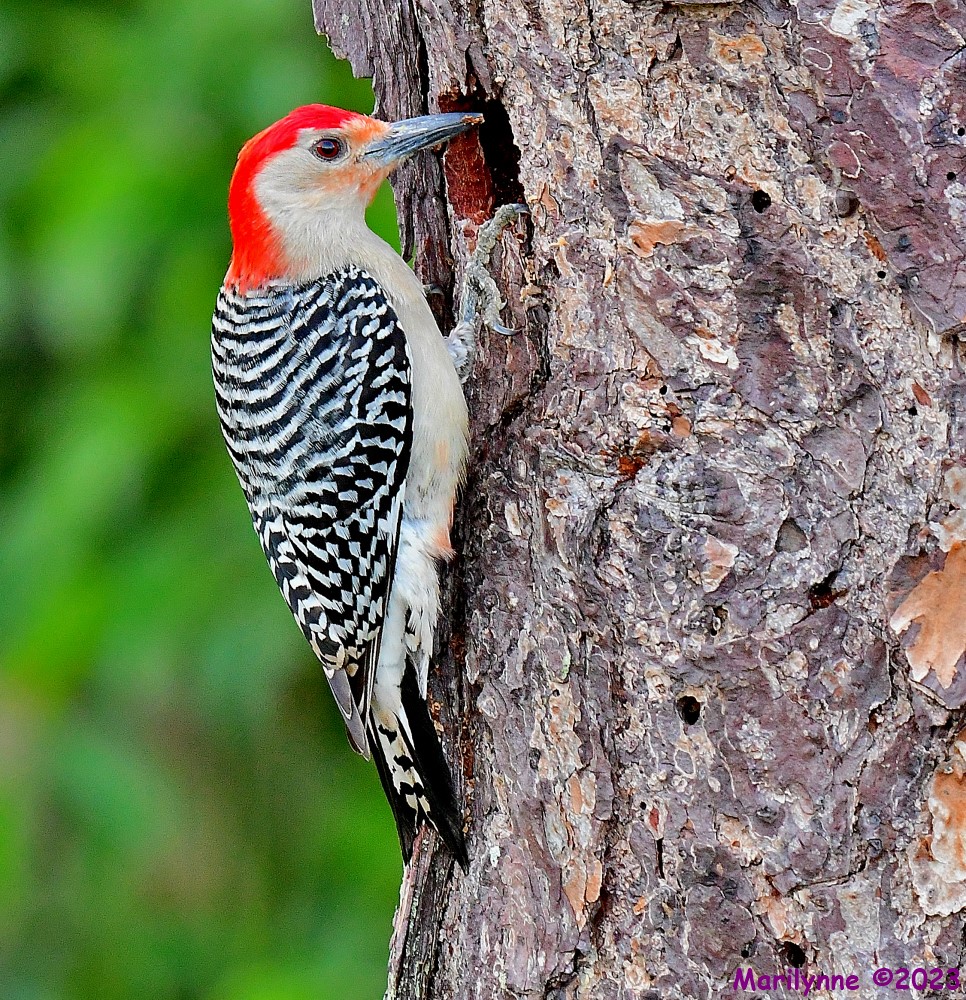 DSC_5945_001.JPG