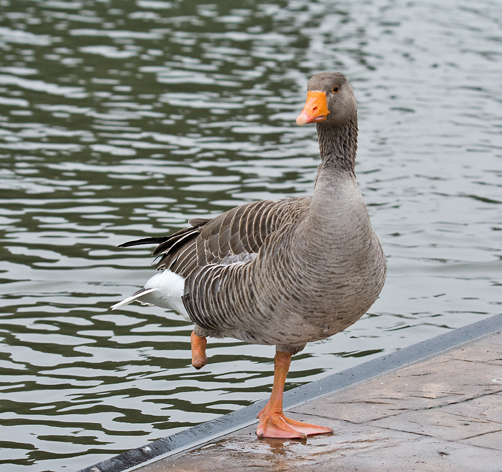 DSC_5946.jpg