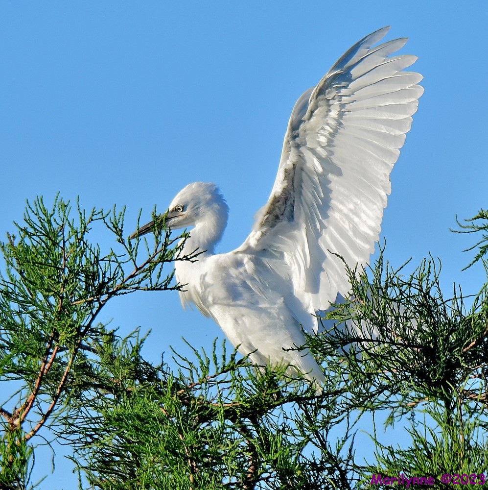 DSC_5946_001.JPG