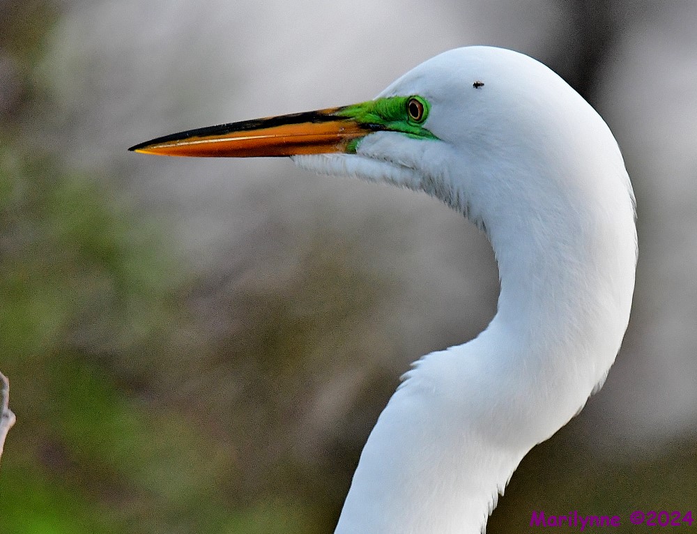 DSC_5946_001.JPG