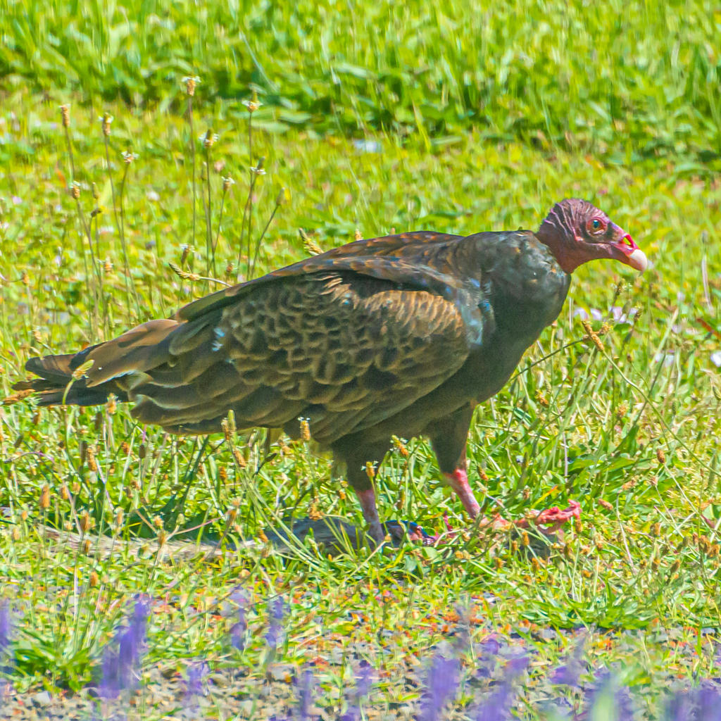 DSC_5947.jpg