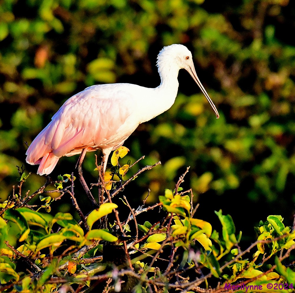 DSC_5947_001.JPG