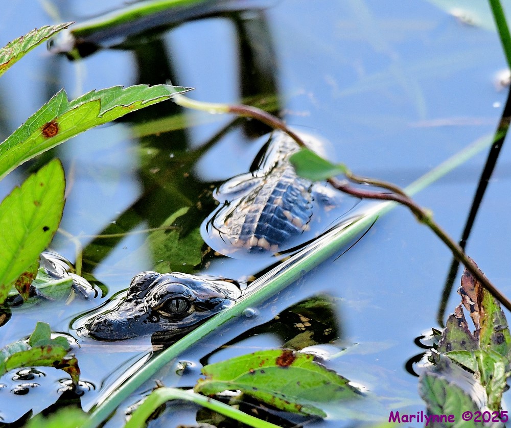 DSC_5947_001.JPG