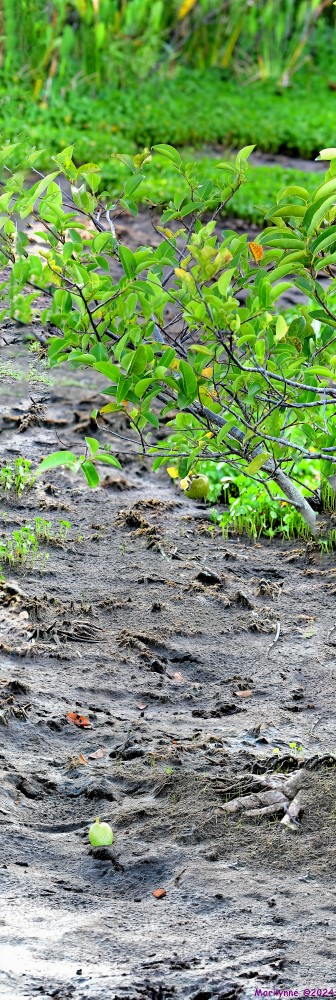 DSC_5948_stitch5_001.JPG