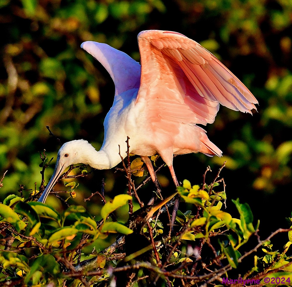 DSC_5950_001.JPG
