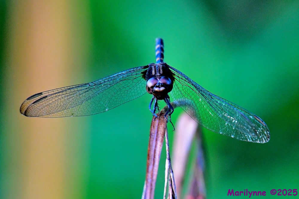 DSC_5950_001.JPG