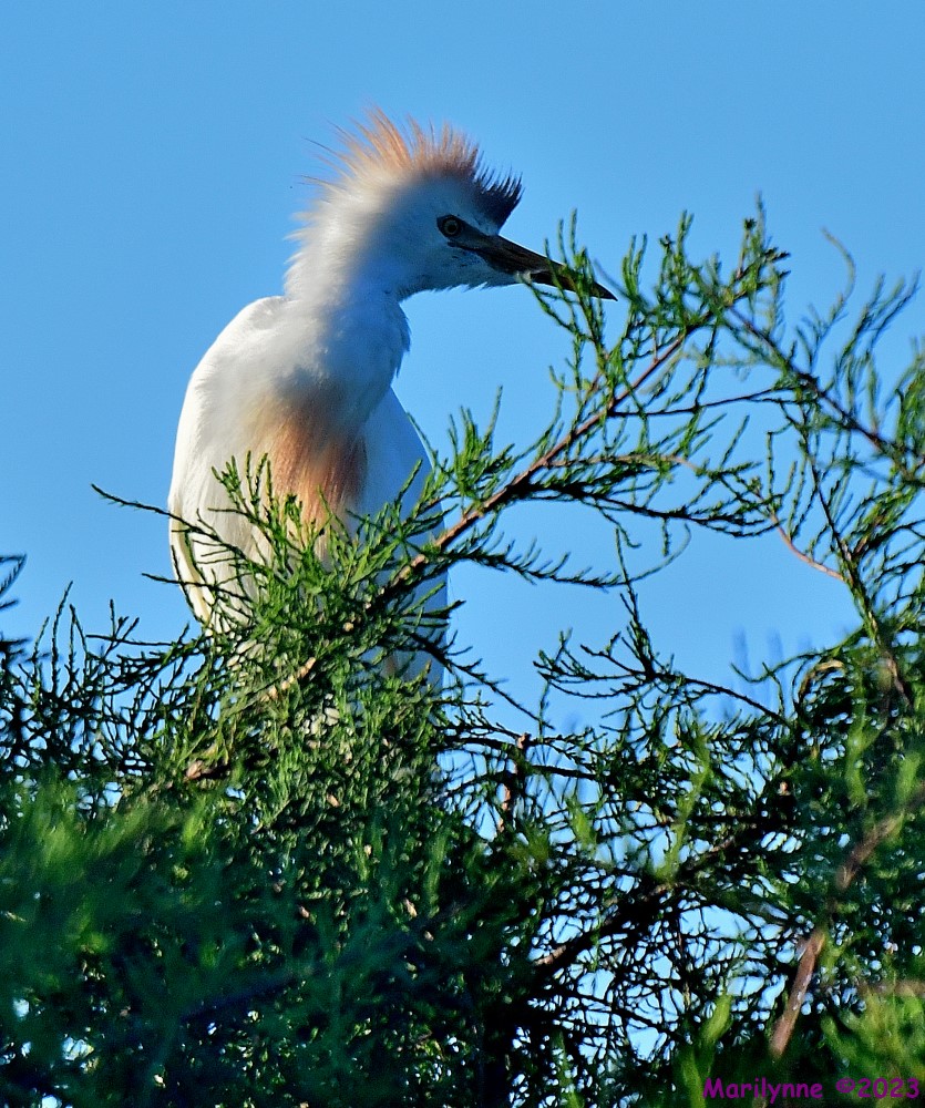 DSC_5952_001.JPG