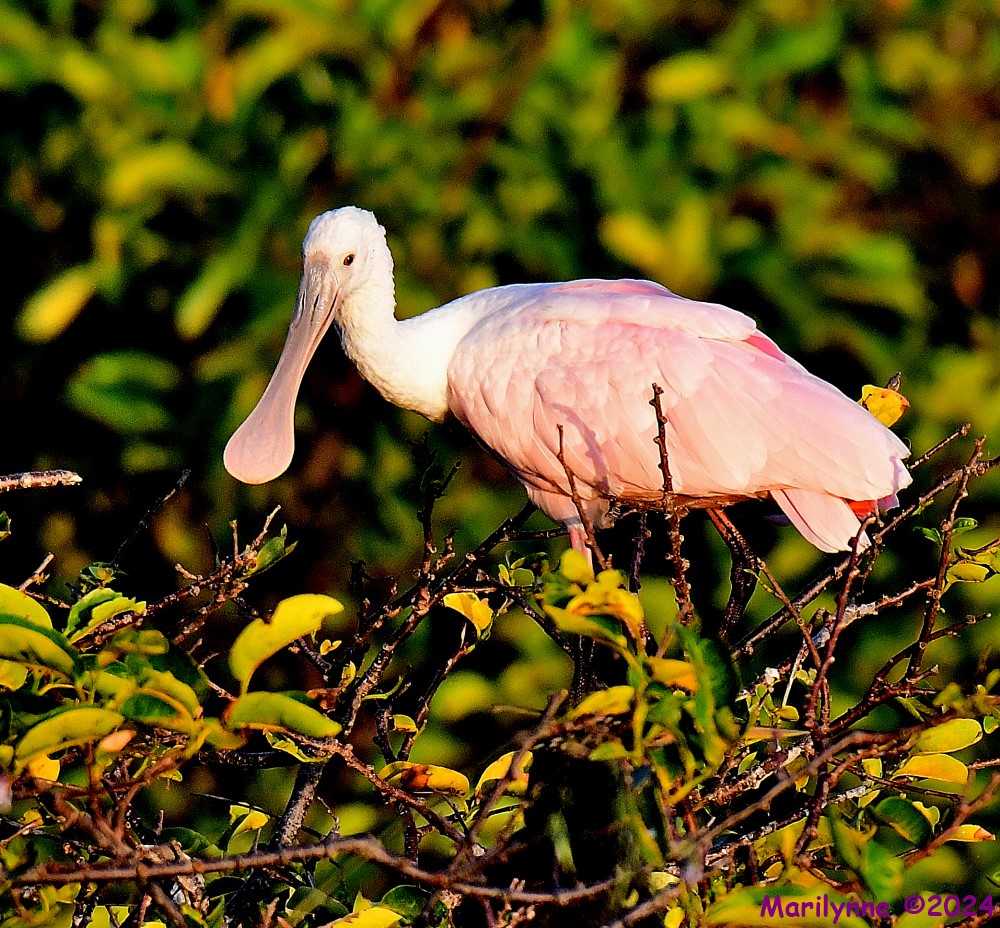 DSC_5952_001.JPG