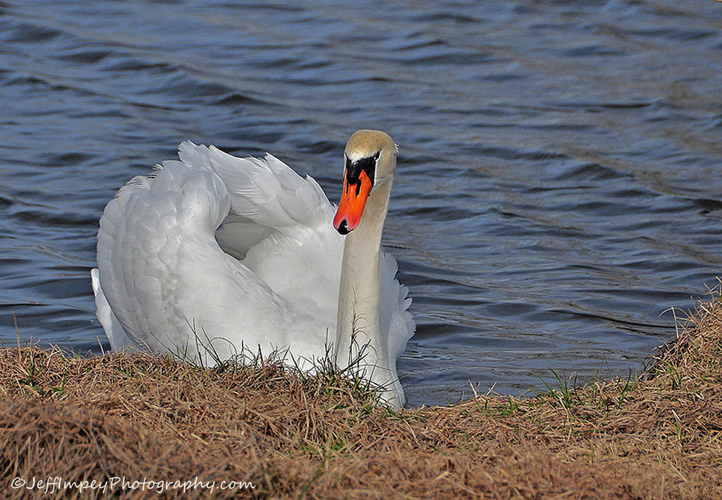 DSC_5955.jpg