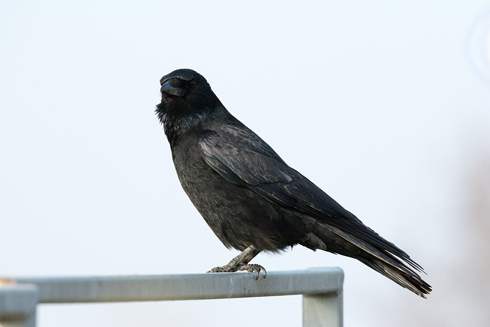 DSC_5956.jpg
