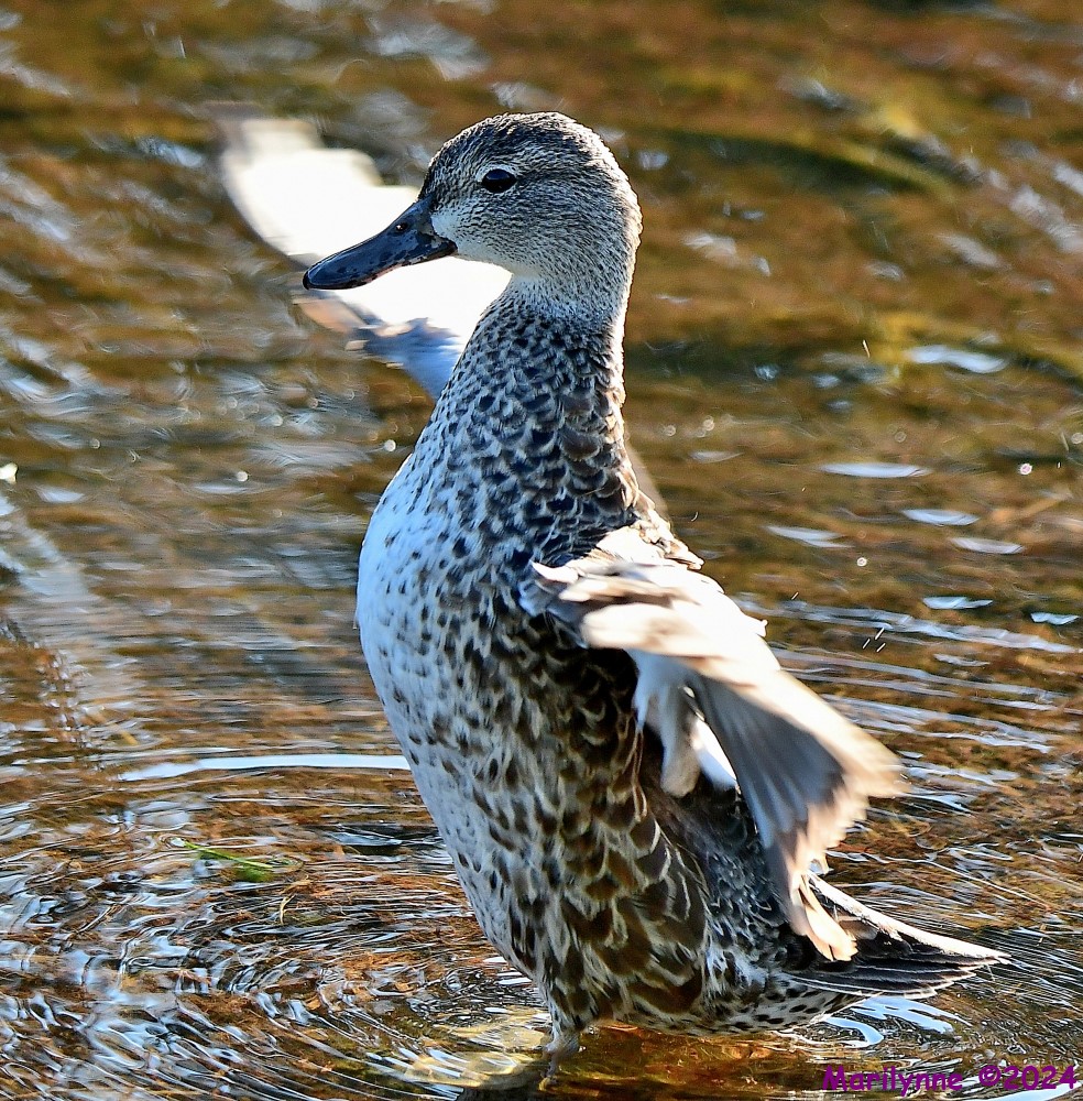 DSC_5956_001.JPG