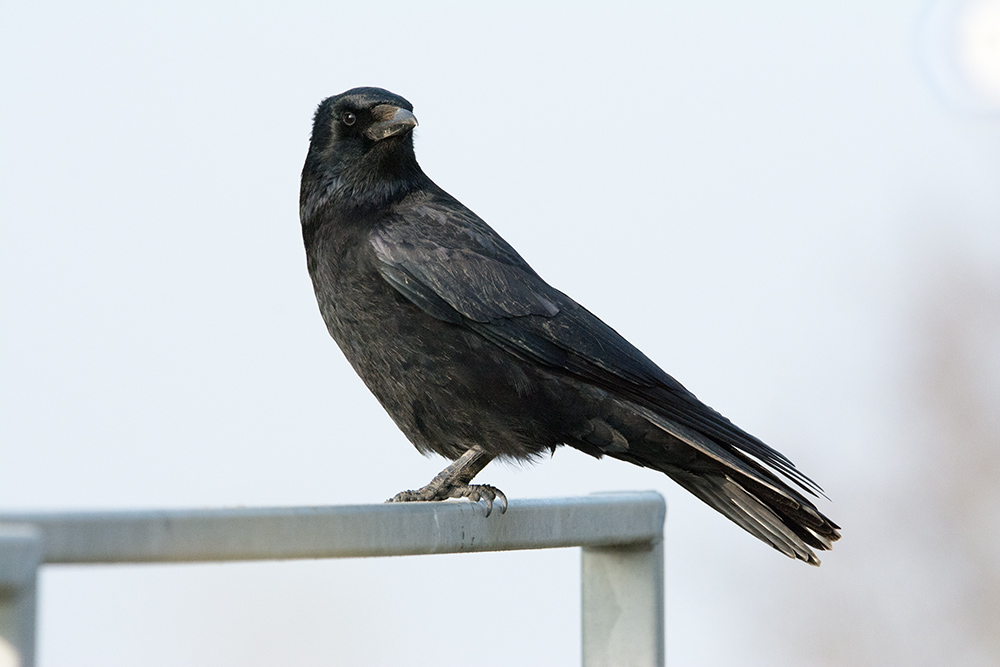 DSC_5957.jpg