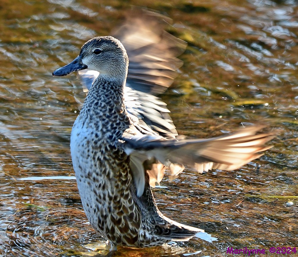 DSC_5957_001.JPG