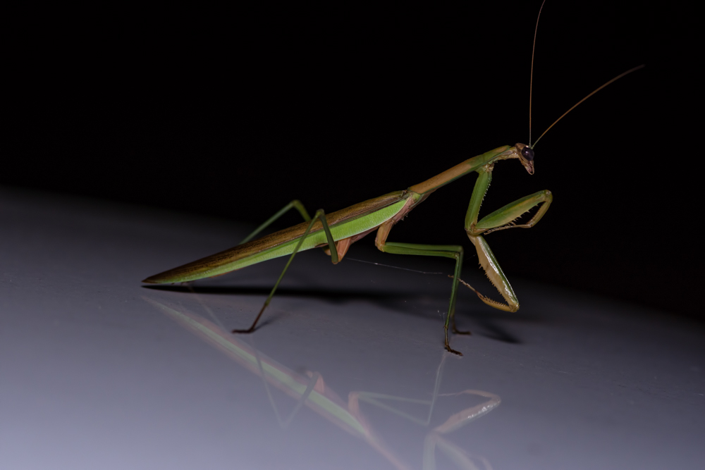 DSC_5958-Edit-1.JPG