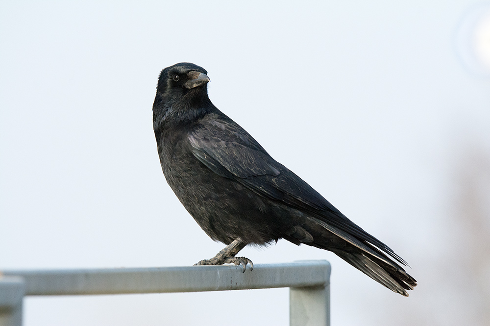 DSC_5958.jpg