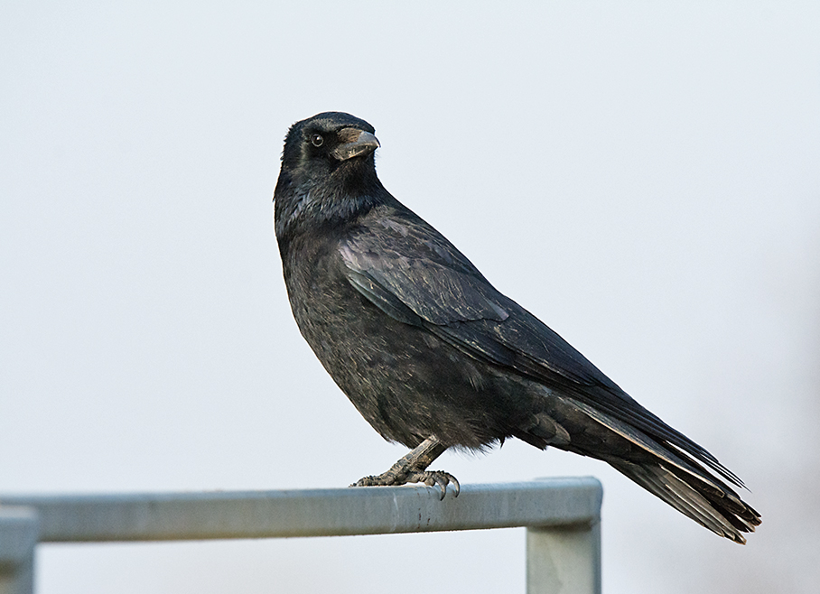 DSC_5958.jpg