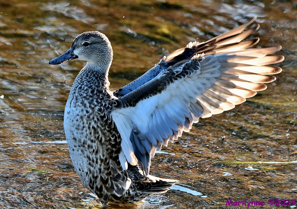 DSC_5958_001.JPG