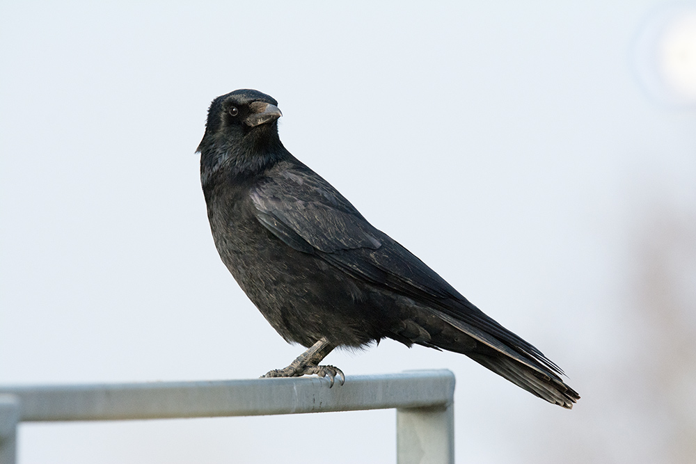 DSC_5959.jpg