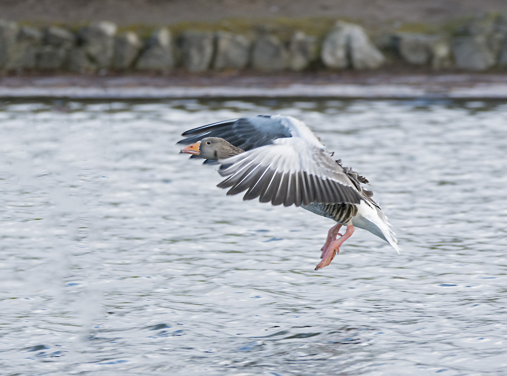 DSC_5959.jpg