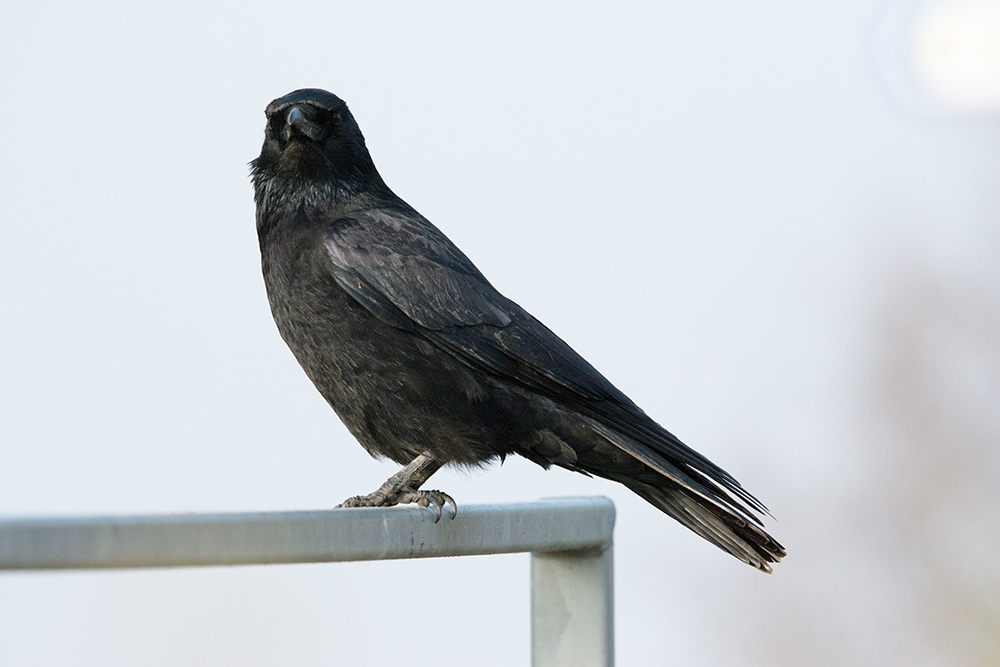 DSC_5960.jpg