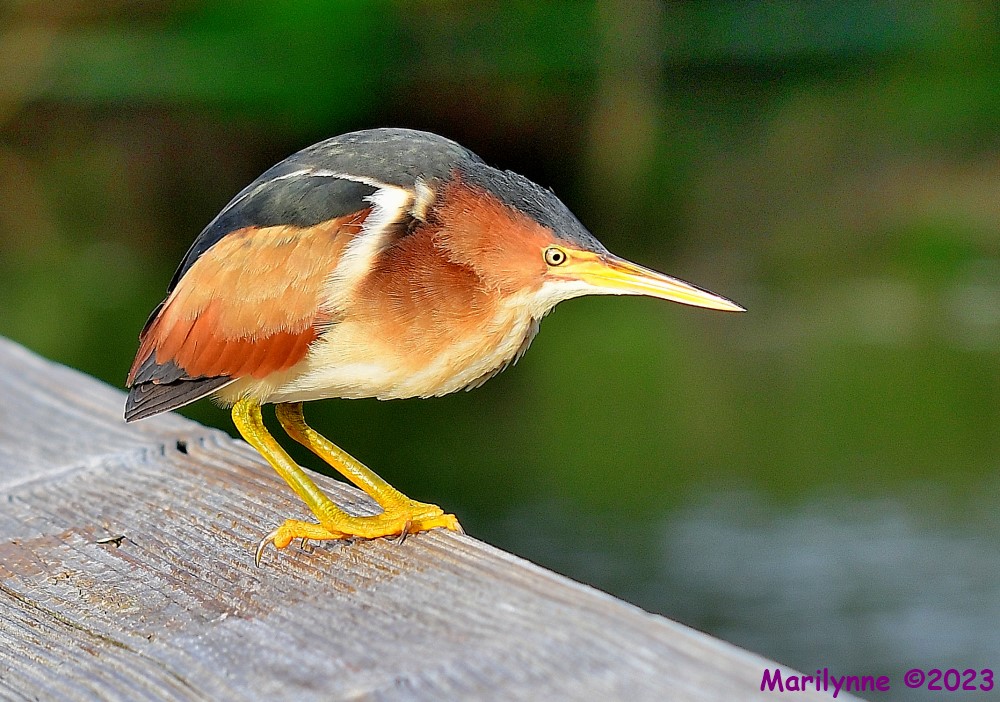 DSC_5963_001.JPG