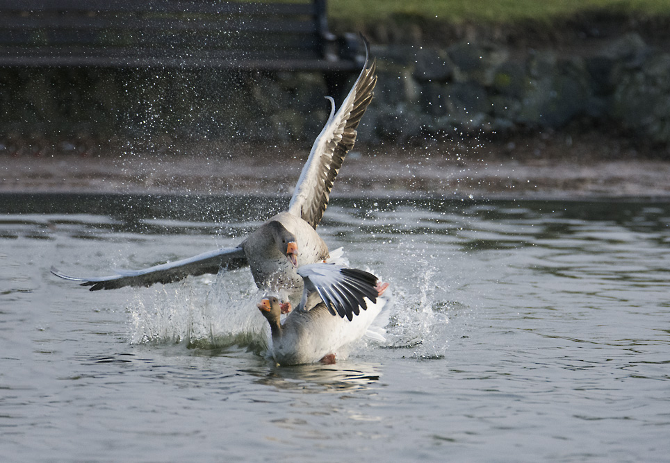 DSC_5964.jpg