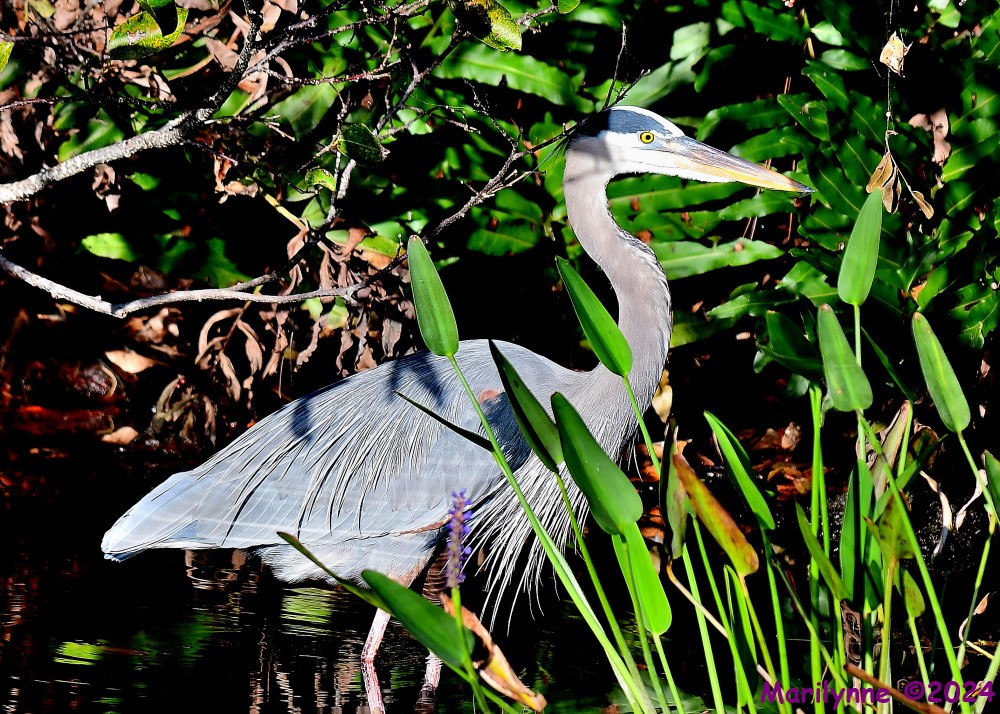 DSC_5965_001.JPG