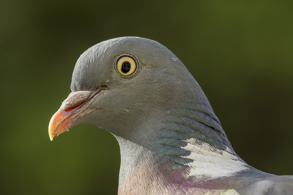 DSC_5967.jpg