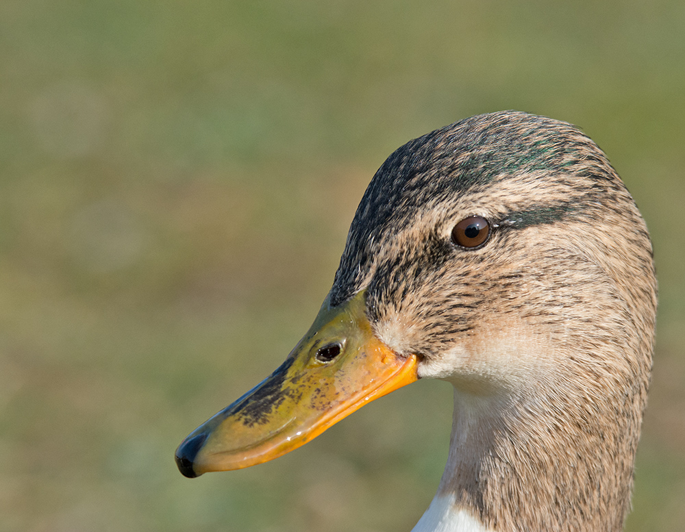 DSC_5968.jpg