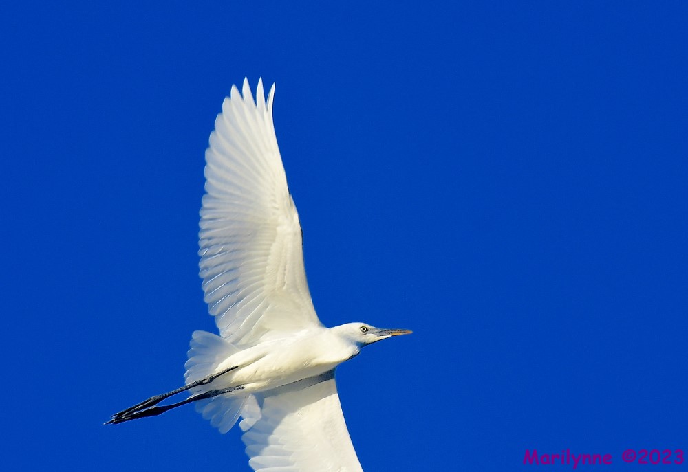 DSC_5968_001.JPG