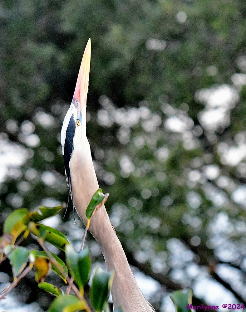 DSC_5968_001.JPG