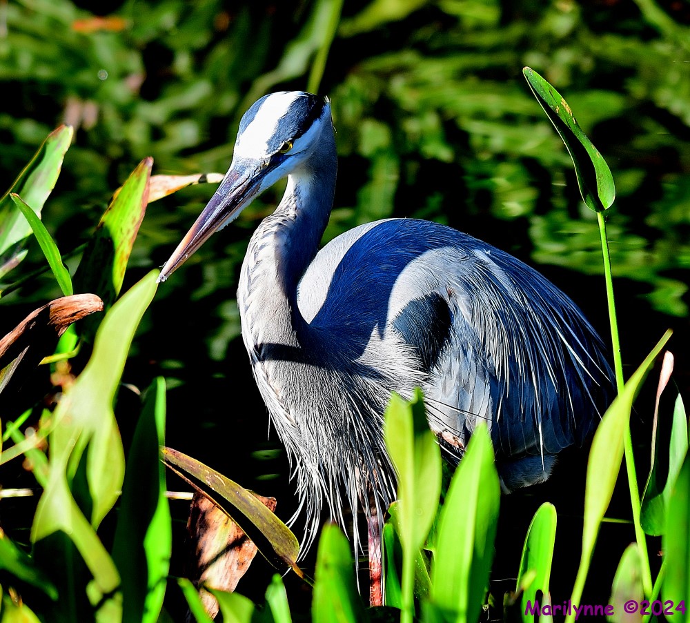 DSC_5968_001.JPG