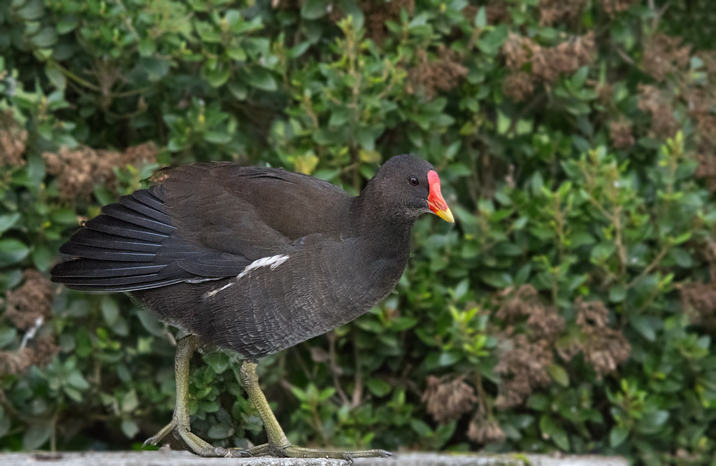 DSC_5970.jpg