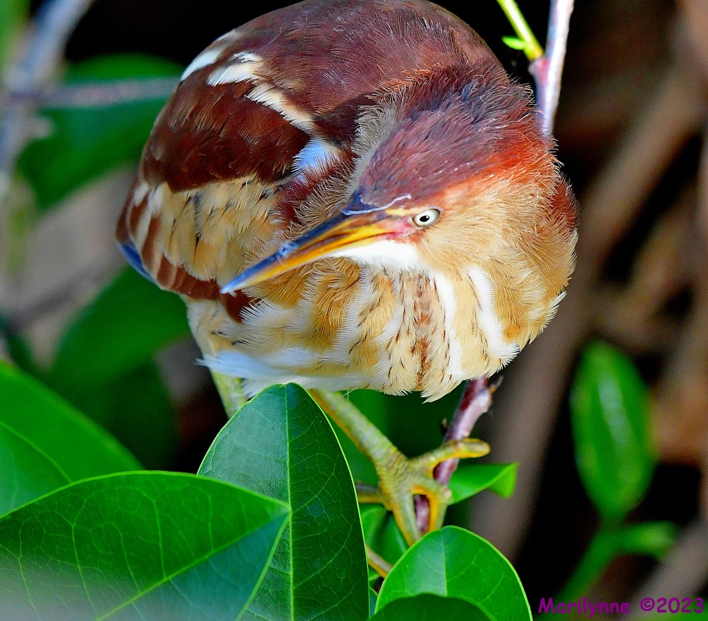 DSC_5970_001.JPG