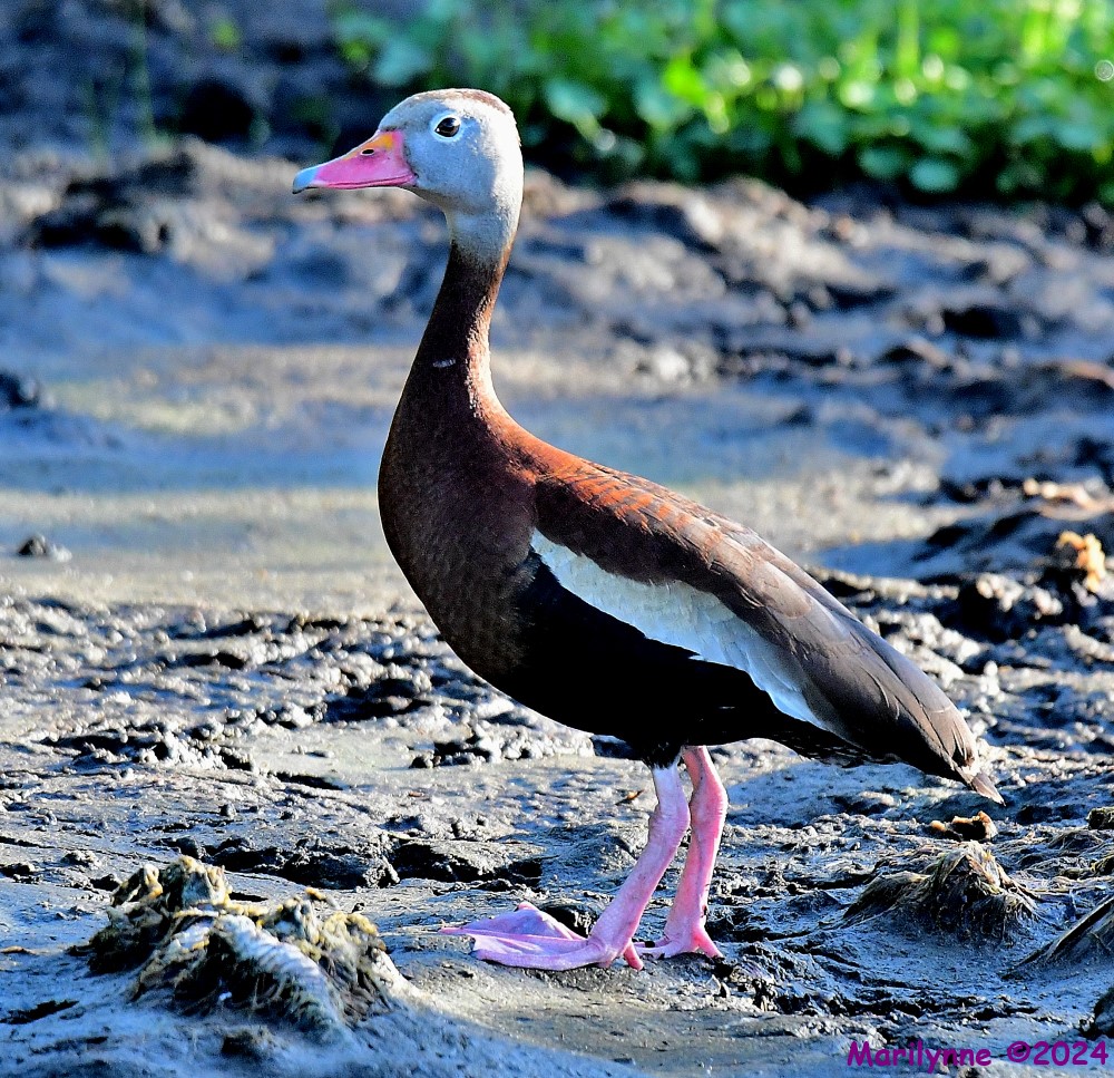 DSC_5974_001.JPG