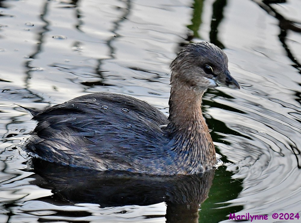 DSC_5975_001.JPG