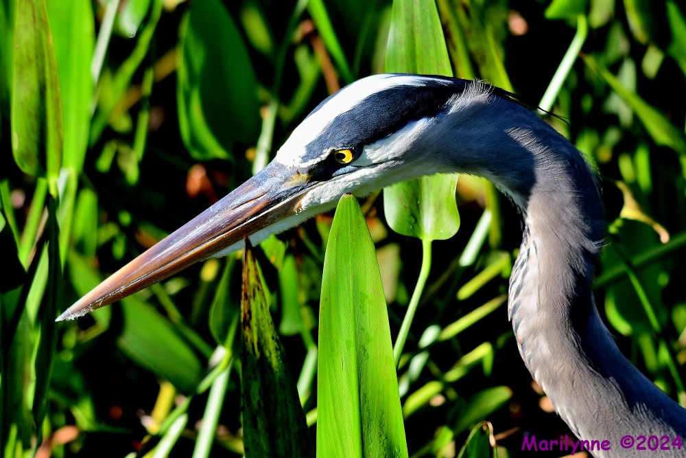 DSC_5978_001.JPG