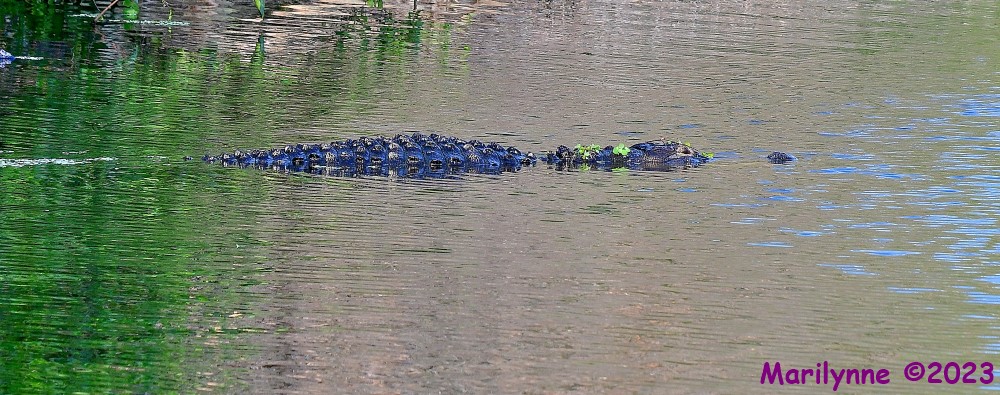 DSC_5984_001.JPG